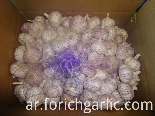 Export Normal Garlic